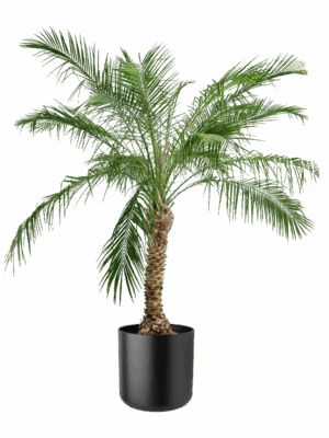 Großpflanze 'Palme' – Bild 1