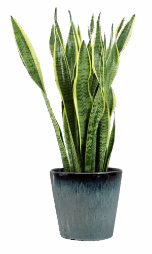 Grünpflanze 'Sansevieria' – Bild 1