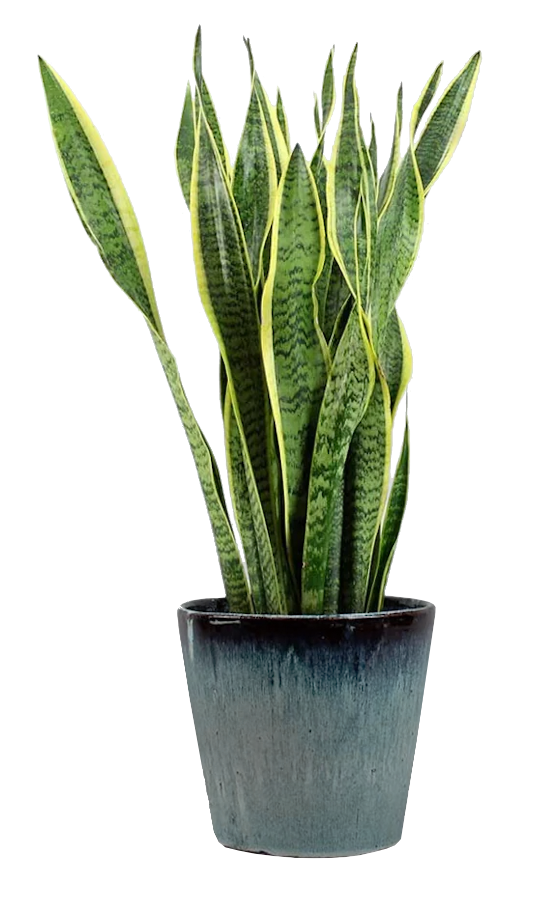 Grnpflanze Sansevieria' - lounge factory