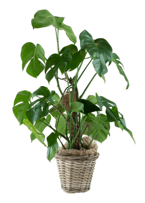 Grünpflanze 'Monstera' – Bild 1