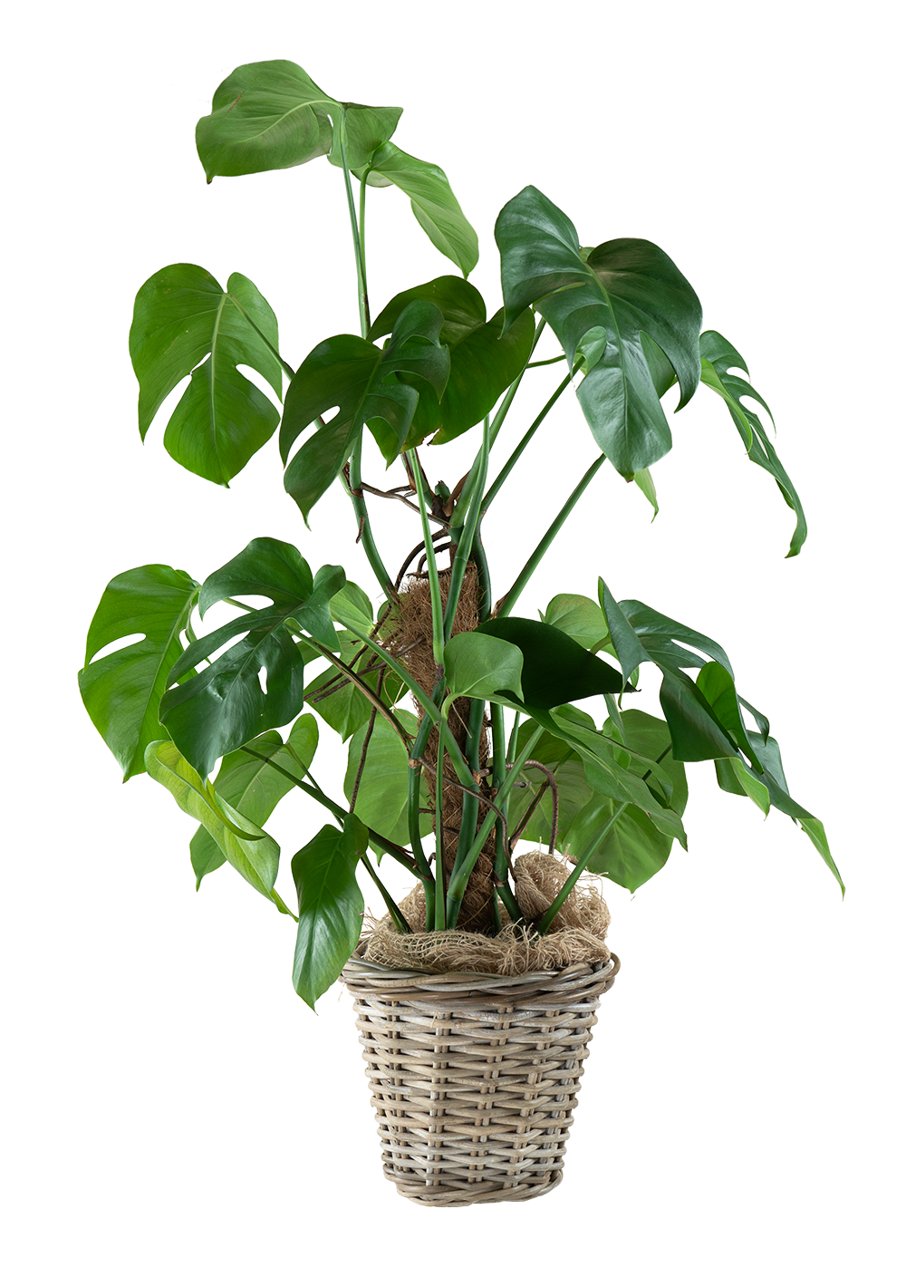 fern plant Ostrich Fern – Lush Shade-Loving Plant for Woodland Beauty main image 1