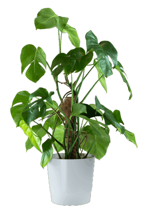 Grünpflanze 'Monstera' – Bild 2