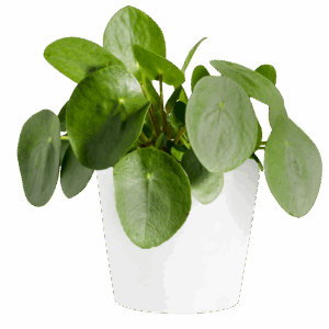 Tischpflanze 'Pilea' – Bild 1