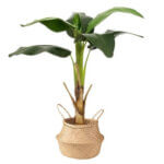 gro%c3%9fpflanze-bananenbaum-2036