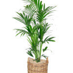 gro%c3%9fpflanze-kentiapalme-2039