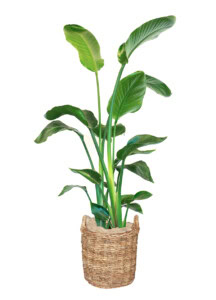 Großpflanze 'Strelitzie'